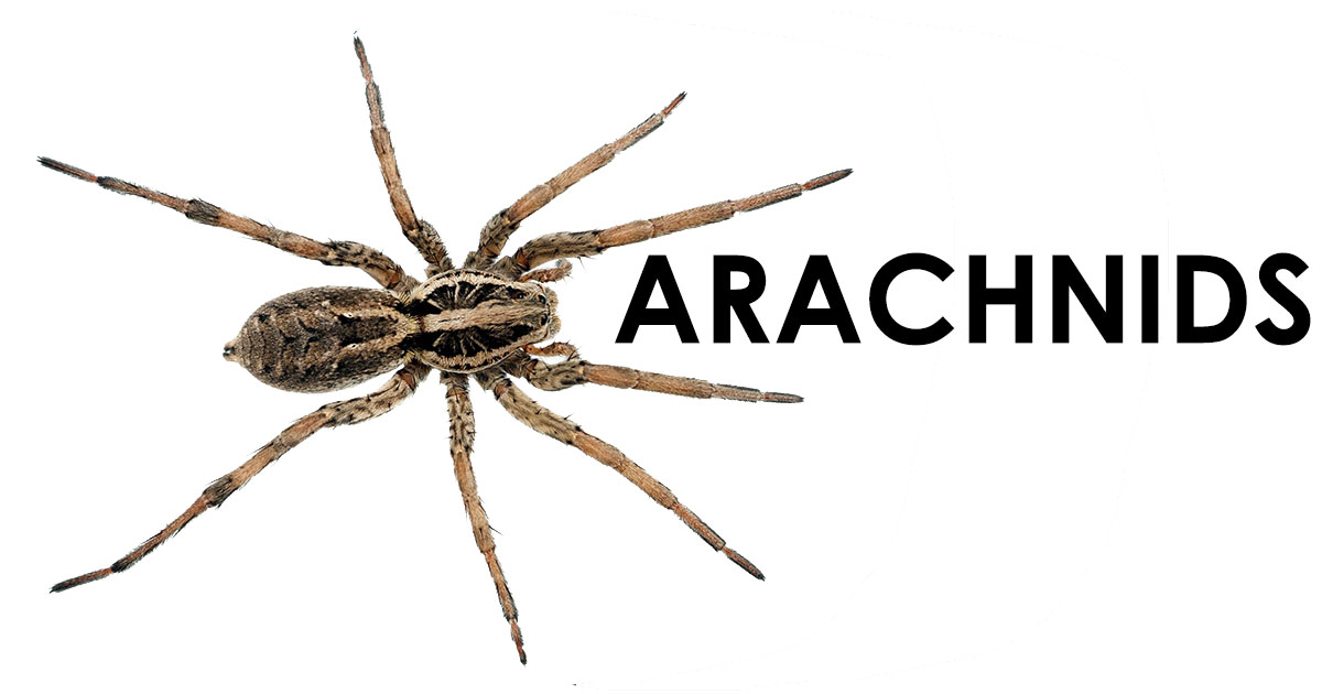 arachnids OpenGraph Image