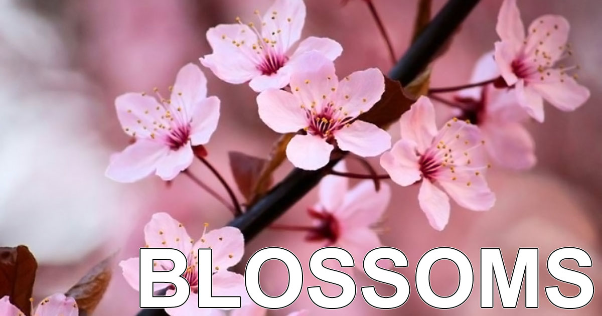 blossoms OpenGraph Image