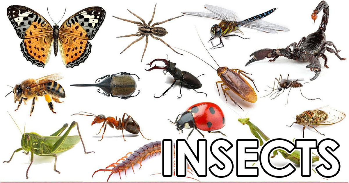 Insects OpenGraph Image