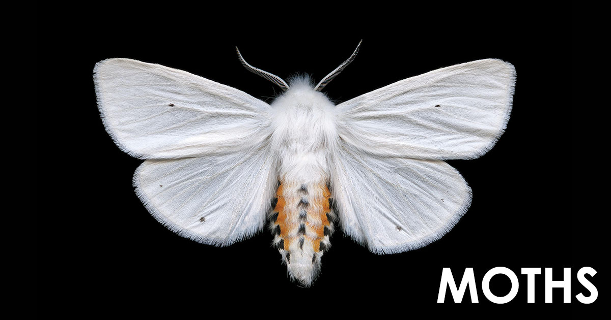 moths OpenGraph Image
